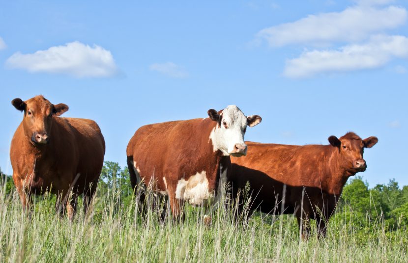 Rindfleisch aus Uruguay kaufen im Wiesbauer Gourmet Online Shop. Premium Fleisch zum Top Preis