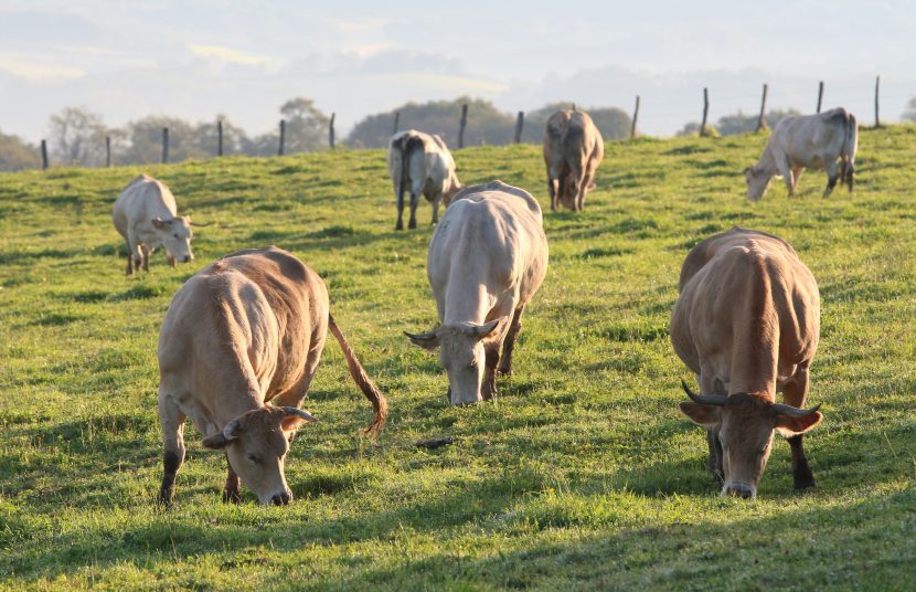 Beef aus dem Baskenland kaufen im Wiesbauer Gourmet Online Shop. Premium Fleisch zum Top Preis