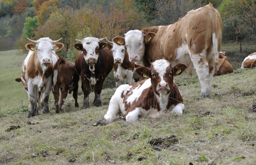 Kalb Fleisch Wiesbauer Gourmet