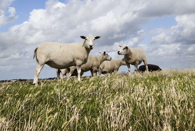 Lammfleisch Wiesbauer Gourmet kaufen im Wiesbauer Gourmet Online Shop. Premium Fleisch zum Top Preis