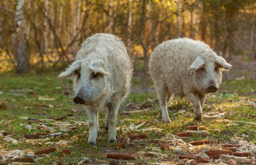 Mangalitza Schweine Wiesbauer Gourmet