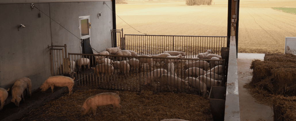 Höchster Genuss mit regionalem Ursprung, Duroc Schwein / Duroc Fleisch aus Niederösterreich (Österreich). „Natürlich Niederösterreich – Duroc“ in exklusiver Kooperation mit Wiesbauer Gourmet. Die ausgeprägte, intramuskuläre Fetteinlagerung und die gute Fettabdeckung sind verantwortlich für saftige Steaks und Braten!