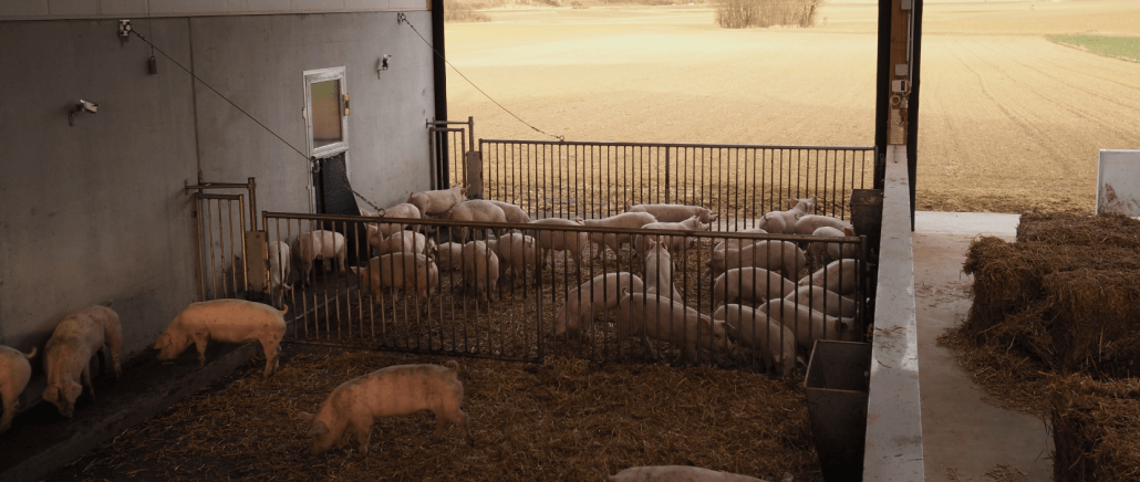 Höchster Genuss mit regionalem Ursprung, Duroc Schwein / Duroc Fleisch aus Niederösterreich (Österreich). „Natürlich Niederösterreich – Duroc“ in exklusiver Kooperation mit Wiesbauer Gourmet. Die ausgeprägte, intramuskuläre Fetteinlagerung und die gute Fettabdeckung sind verantwortlich für saftige Steaks und Braten!