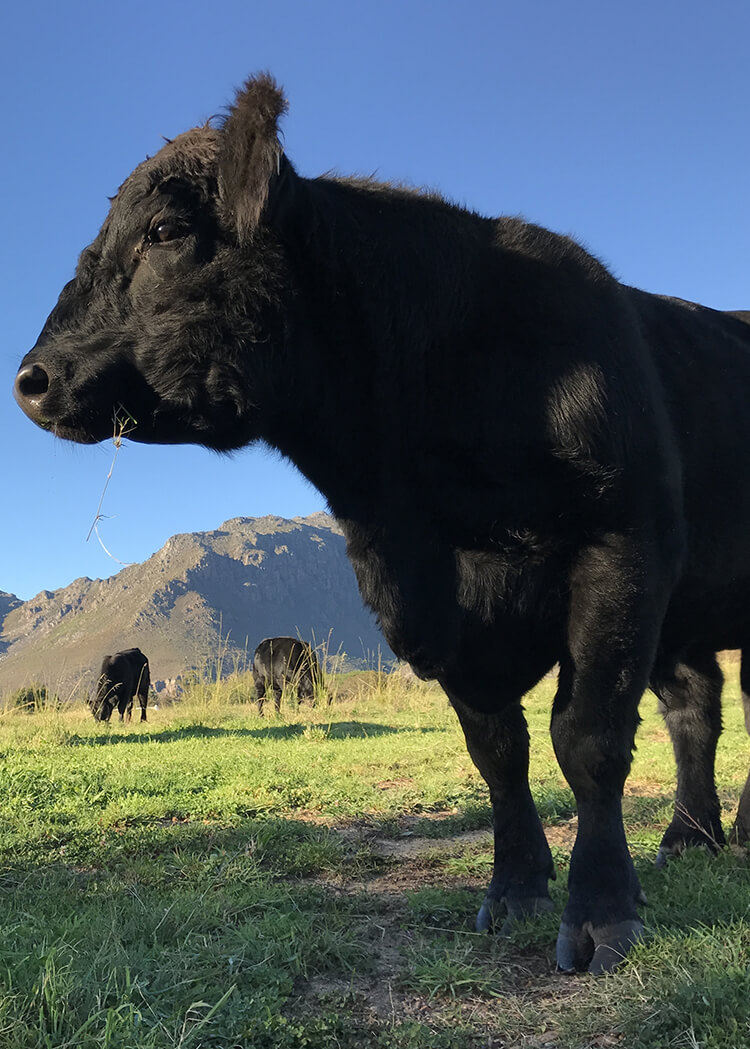 Rindfleisch Black Angus Rind, Black Angus Rind kaufen, Black Angus kaufen, Rindfleisch Black Angus Rind