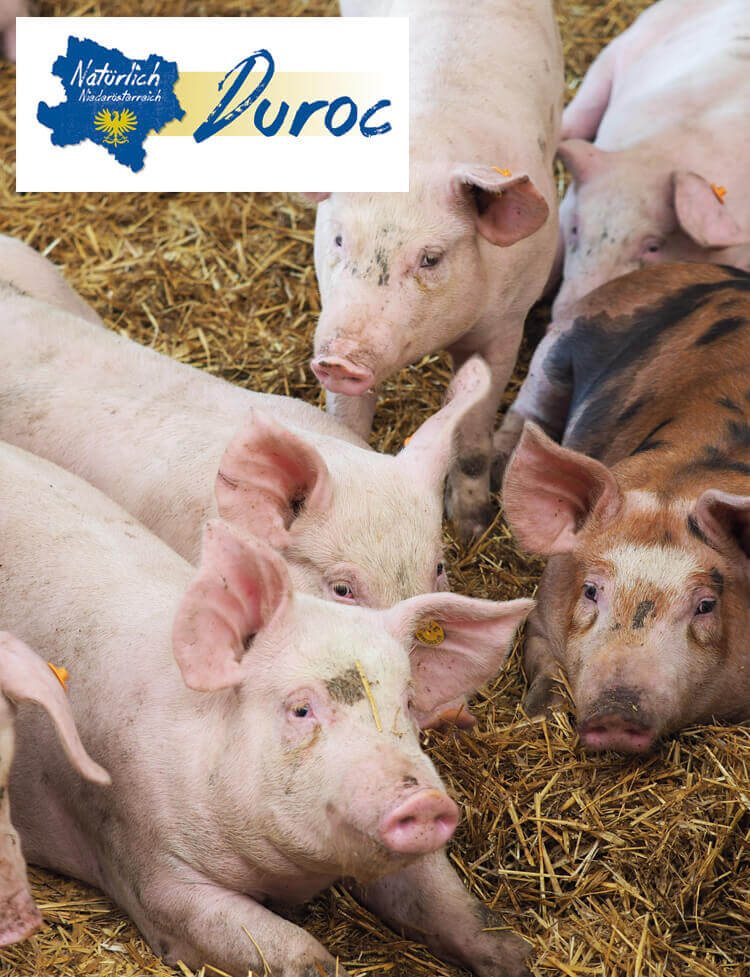 Duroc Schweinefleisch kaufen, Duroc Schweinefleisch online kaufen, Duroc Schweinefleisch kaufen, Duroc online Schweinefleisch kaufen, Duroc Schweinefleisch kaufen, Schweinefleisch online kaufen, Schweinefleisch online bestellen