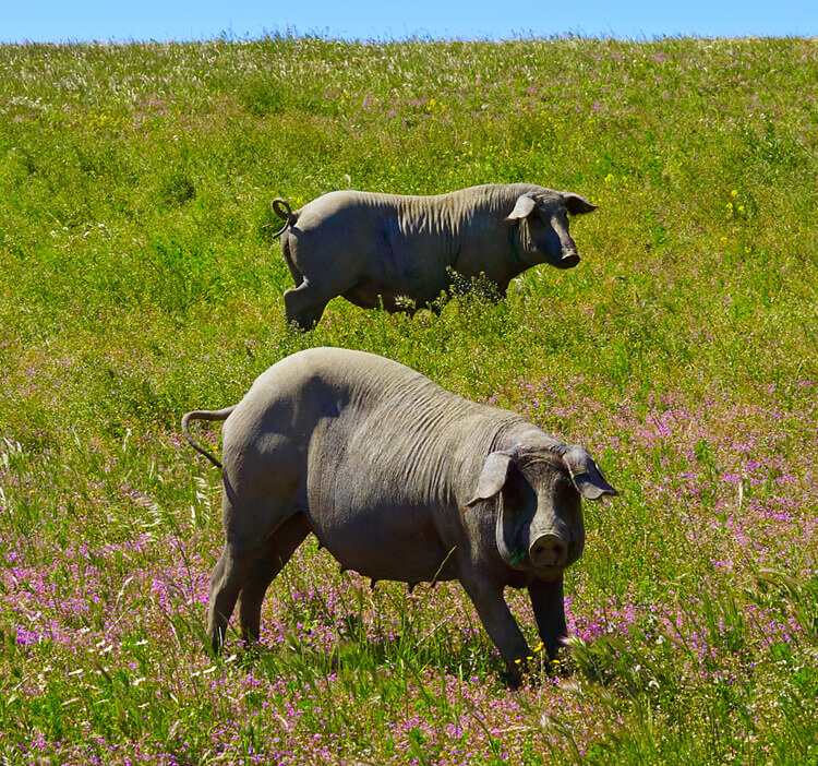 Iberico Schweinefleisch, Schweinefleisch kaufen, Schweinefleisch online kaufen, Iberico Schweinefleisch kaufen, Mangalitza Schweinefleisch kaufen, Duroc Schweinefleisch kaufen, Schweinefleisch online kaufen, Schweinefleisch online bestellen