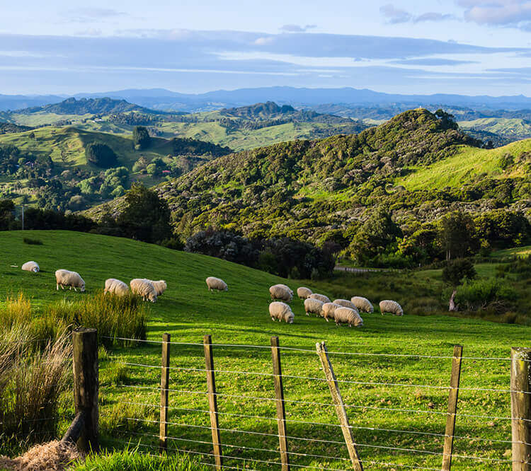 Lammfleisch aus Neuseeland, Neuseeland Lamm kaufen, Lammfleisch kaufen Neuseeland