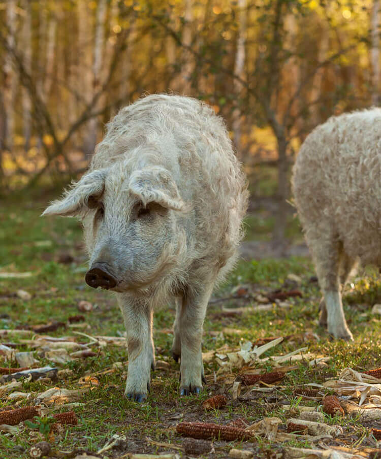 Mangalitza / Mangalica Schweinefleisch, Schweinefleisch kaufen, Schweinefleisch online kaufen, Iberico Schweinefleisch kaufen, Mangalitza Schweinefleisch kaufen, Duroc Schweinefleisch kaufen, Schweinefleisch online kaufen, Schweinefleisch online bestellen