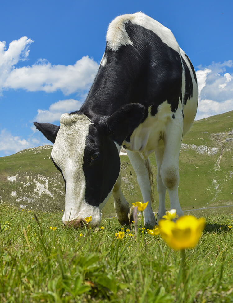 Rindfleisch aus Österreich, Rindfleisch Österreich, Fleckvieh, Rind aus Österreich, Kuh Österreich. Heimisches Rind / Rindfleisch aus Österreich