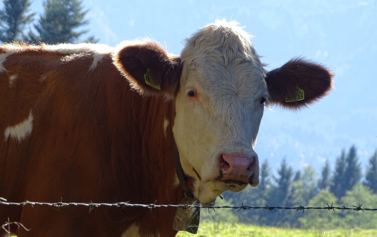 Rindfleisch vom Fleckvieh, Fleckvieh Rindfleisch kaufen und bestellen