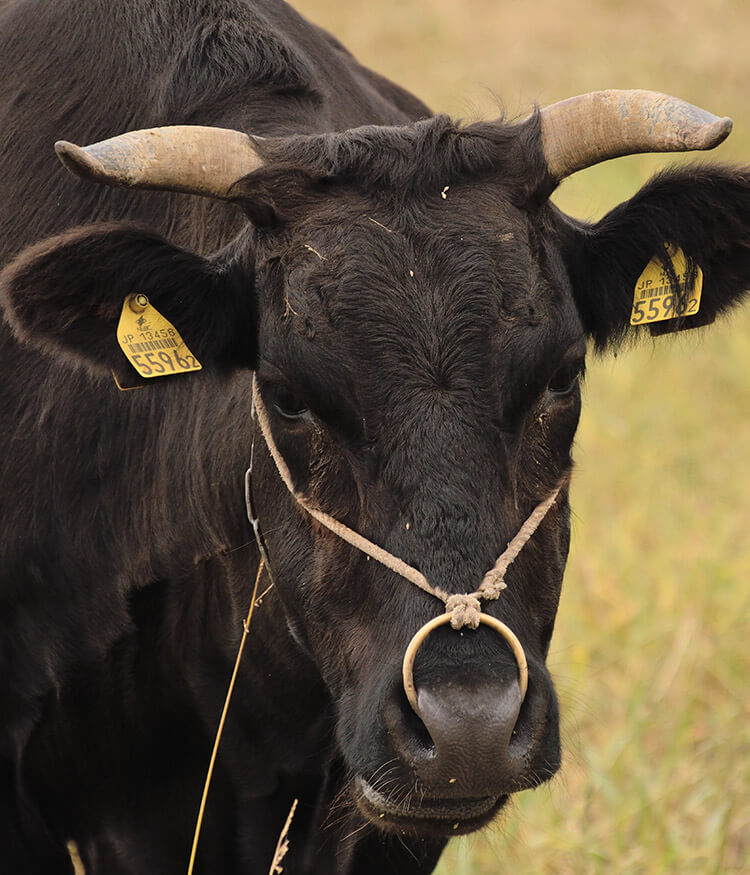 Rindfleisch vom Wagyu Rind, Wagyu Rindfleisch, Wagyu kaufen