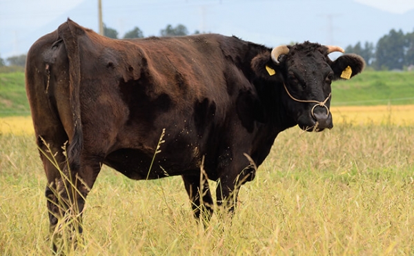 Wagyu Steak online kaufen Wagyu Steak vom Wagyu Rind bestellen